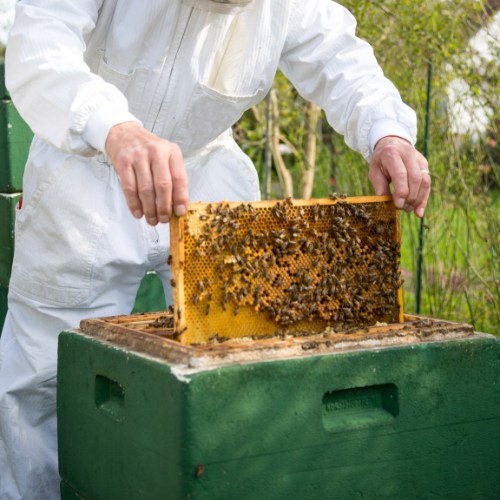 Dividing, Uniting And Shifting Of Bee Colonies